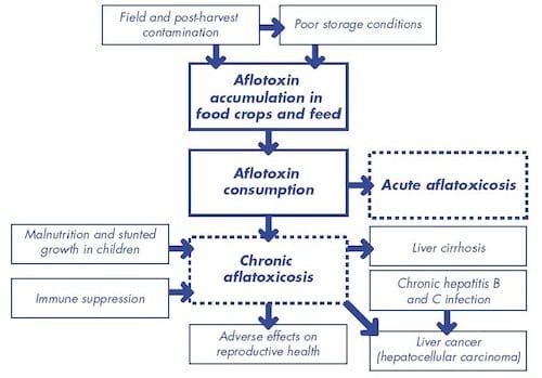 Aflatoxin Process