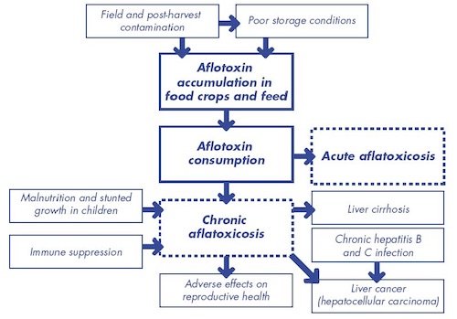 Aflatoxin Process
