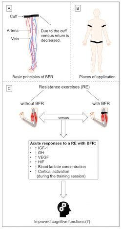 BFR Training Mechanisms of Action