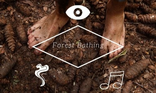 Forest Bathing Senses