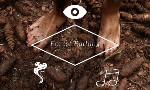 Forest Bathing Senses