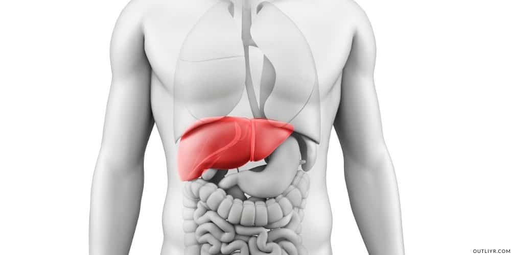 Biohacking Alcohol How Metabolism Works