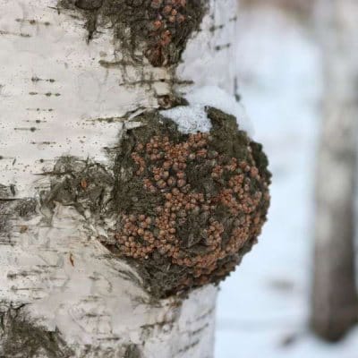 Chaga (Inonotus obliquus) mushroom
