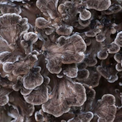 Maitake (Grifola frondosa) mushroom