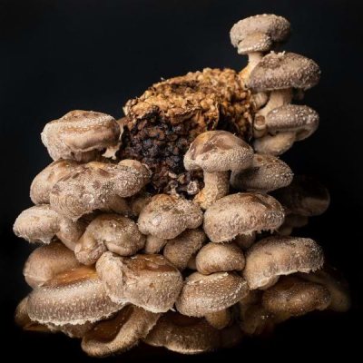 Shiitake (Lentinula edodes) mushroom