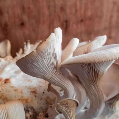 Oyster mushroom (Pleurotus ostreatus)