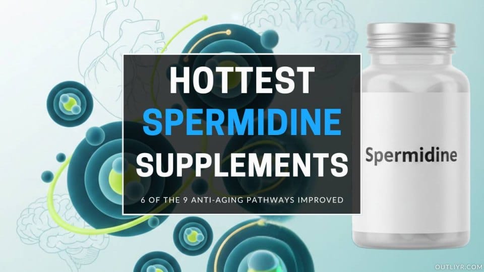 Only 7+ Best Spermidine Supplements Review 2026: Read BEFORE Buying