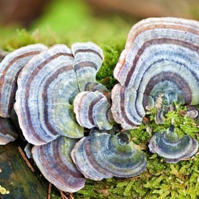 Turkey Tail (Trametes versicolor) mushroom