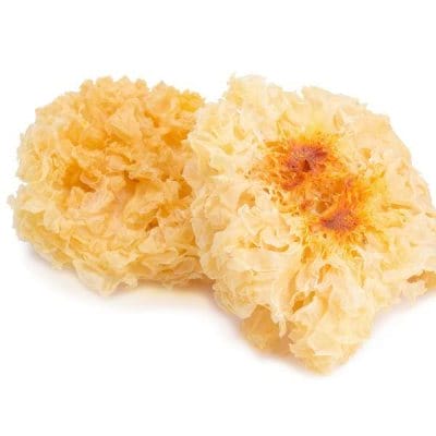 Tremella fuciformis (snow fungus) mushroom