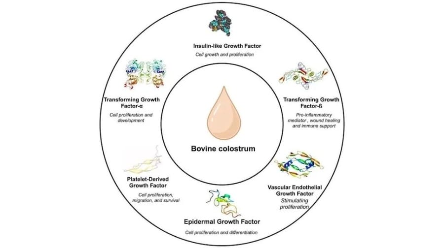 bovine-colostrum-growth-factors