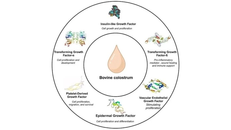 bovine-colostrum-growth-factors bovine-colostrum-growth-factors