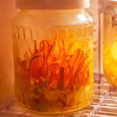 Cordyceps sinensis mushroom