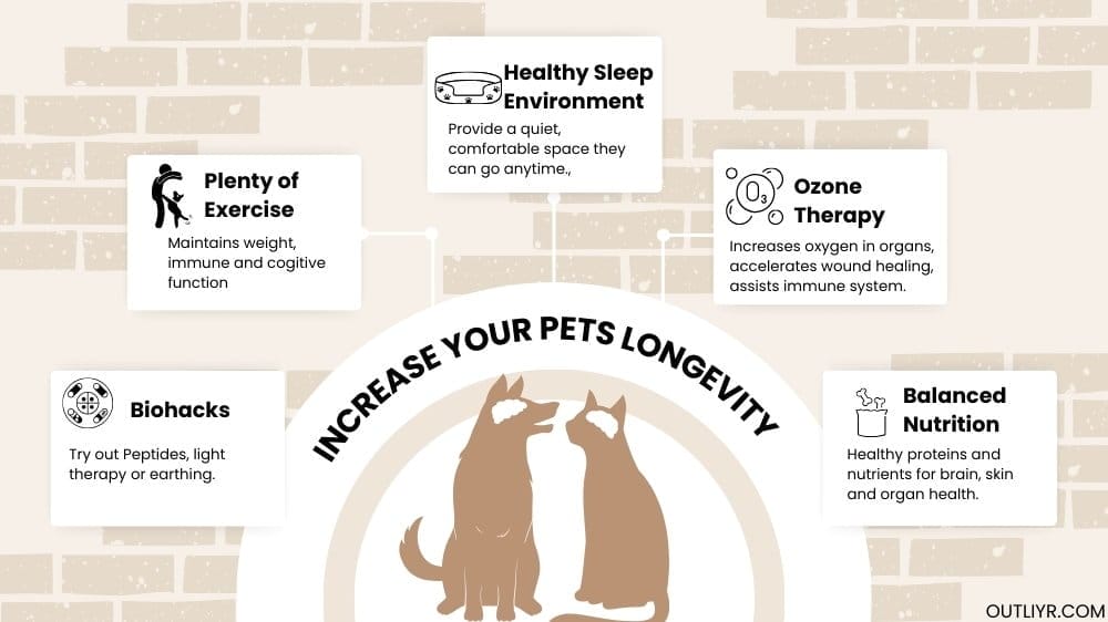 Tips on how to increase pet's health and longevity