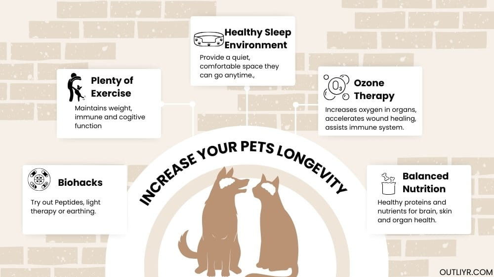 how-to-increase-pets-longevity Tips on how to increase pet's health and longevity