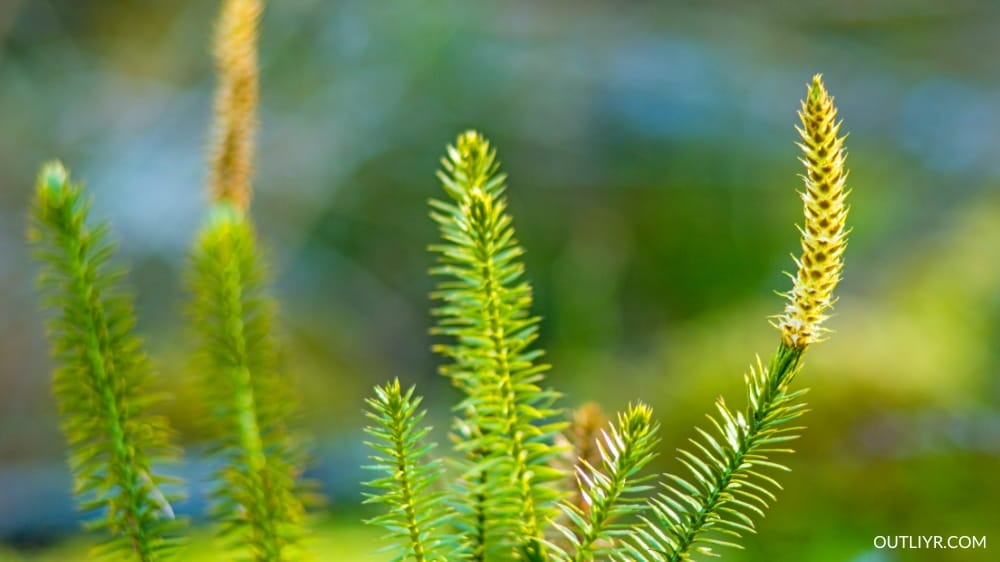 Huperzine-a comes from huperzia serrata and works as an acetylcholinesterase inhibitor