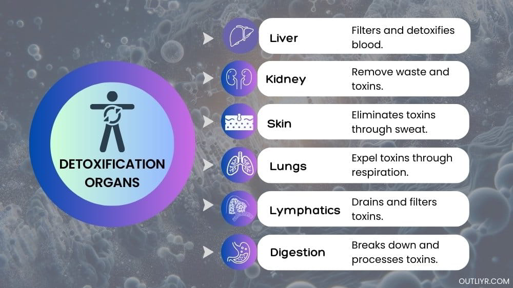 key-detoxification-organs Detoxification organs that naturally neutralize and eliminate toxins