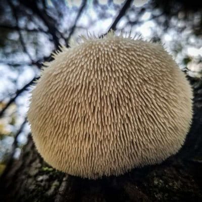 Lion's Mane (Hericium erinaceus) mushroom