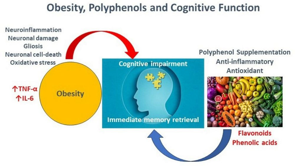 Polyphenols Cognition Infographic