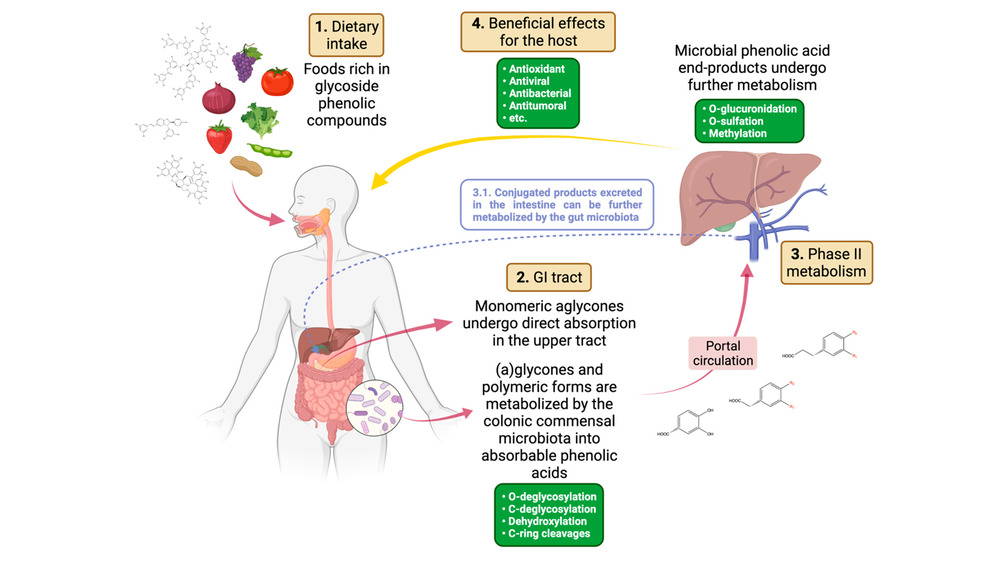 Polyphenols Gut Microbiome Infographic