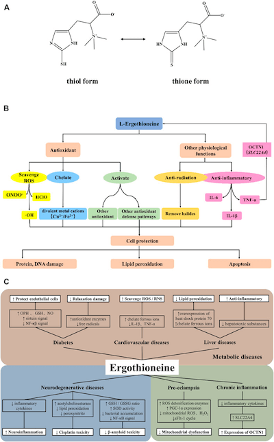 resilience-disease Diagram of How Ergothioneine Protects Against Disease