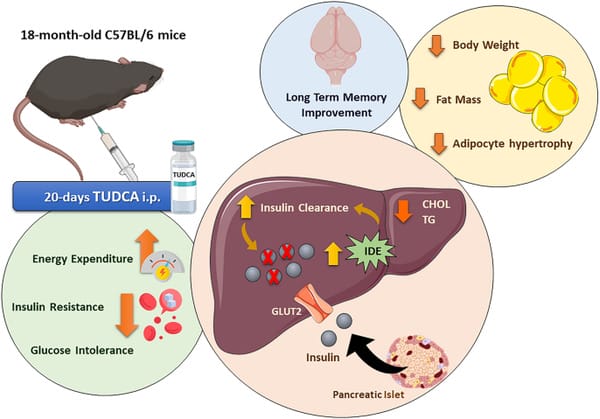 Tudca Hyperinsulinemia In Mice Study product image