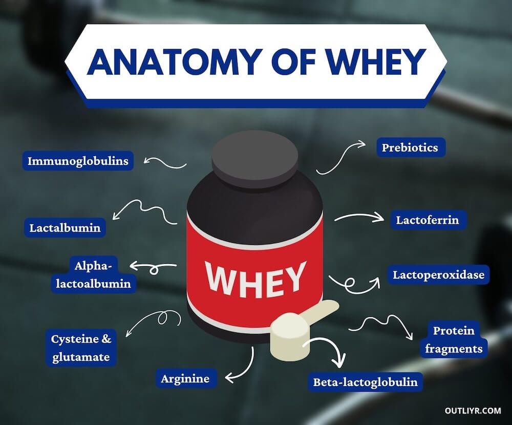 whey-contains-these-ingredients Anatomy of whey
